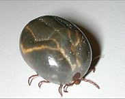 都会でも寄生するマダニ