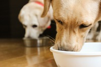 食物性アレルギーを診断には減感作試験は根気がいる