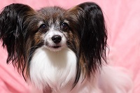 パピヨンは小型犬特有の膝蓋骨脱臼がまれに起こる