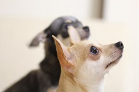 雑種犬は健康的、純粋種と違って遺伝的欠点が少ない
