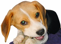 ビーグルは椎間板ヘルニアに注意しびれや麻痺が起きる場合も