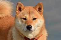 柴犬には人工交配によって起きる先天異常がない
