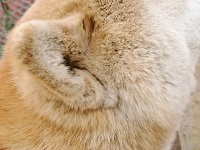 耳垢にダニが寄生して激しい痒みと炎症を起こす