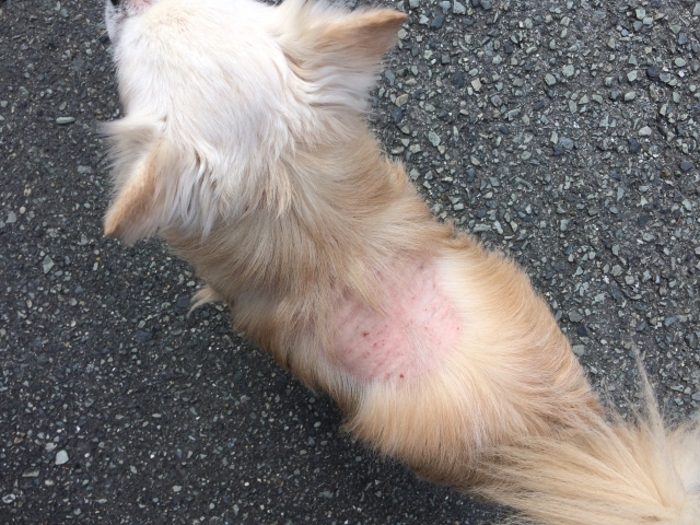人間にも感染する痒みを伴う発疹がでる犬のツメダニ寄生