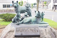 日本の純粋種でも大型犬の秋田犬