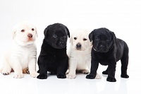 離乳期以降の犬が感染し広く発生する