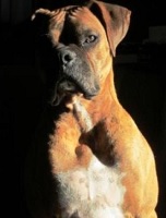 ボクサーはホルモン異常で心臓疾患や癌になりやすい