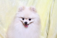 ポメラニアンは先天的に脱毛症を発症することがある