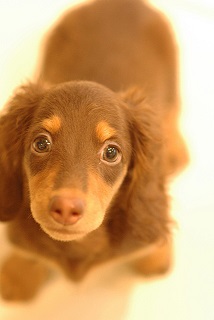 犬の病名で探す