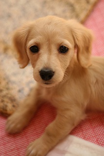 犬の症状で病気を探す